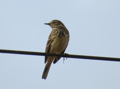 American Pipit