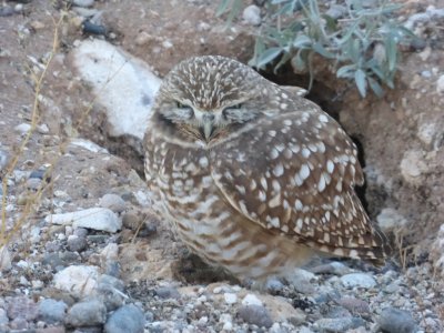 Burrowing Owl near Tucson
