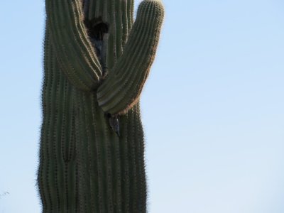 Gila Woodpecker on Saguaro
