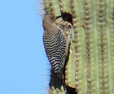 Gila WP on Saguaro.jpg