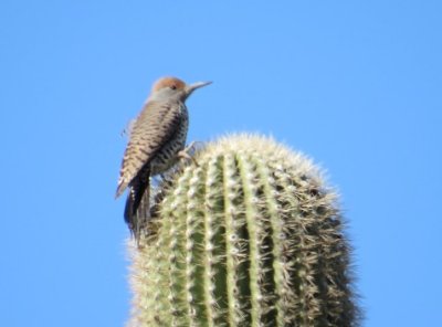 Gila Woodpecker on Saguaro.j