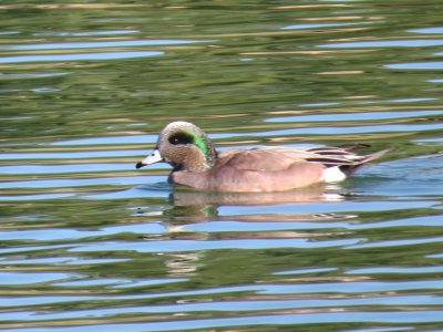  American Wigeon