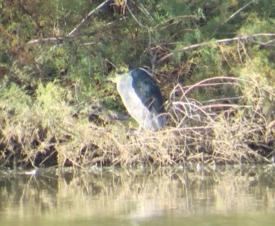 Black-crowned Night-Heron