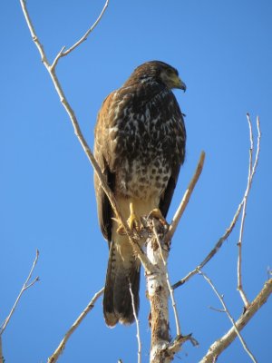 Harris's  Hawk