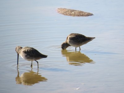 Long-billed Dowitchers