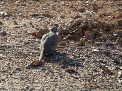 Mourning Dove