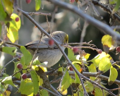 Verdin