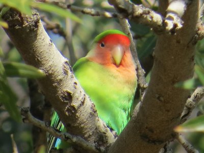Lovebird at Encanta Park