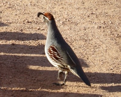 Gambel's Quail