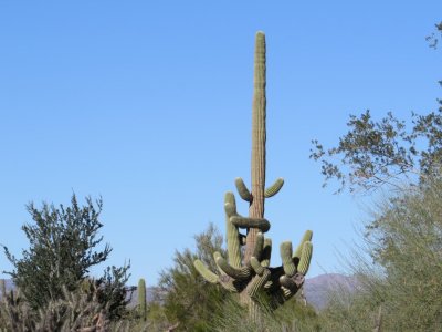 Huge Saguaro