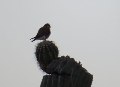 American Kestrel