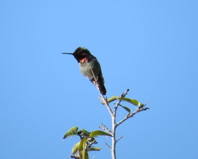 Anna's Hummingbird