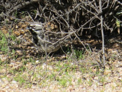 Black-throated Sparrow