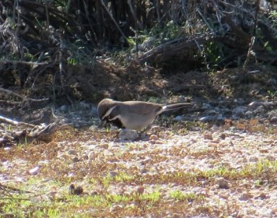 Black-throated Sparrow