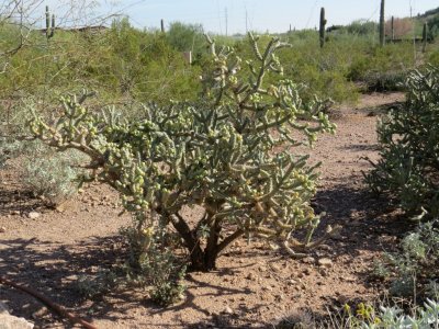 Cactus