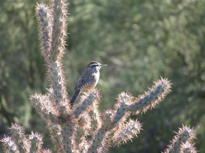Cactus Wren