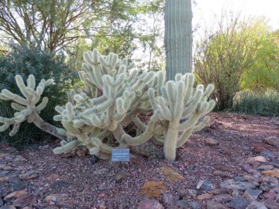 Cactus