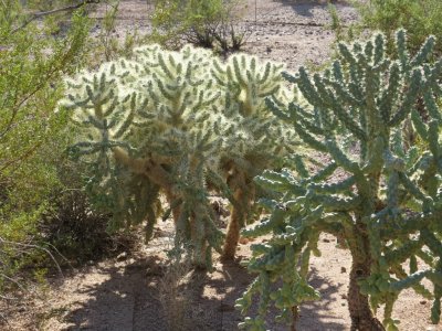Cholla