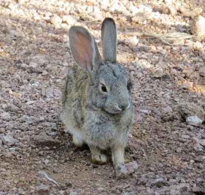 Cottontail