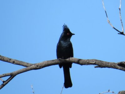 Phainopepla