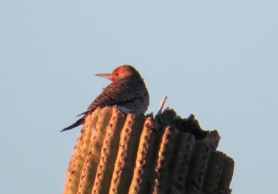 Flicker on Saguaro