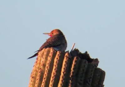  Flicker on Saguaro