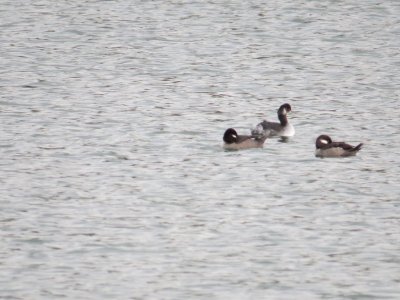 Buffleheads and grebe