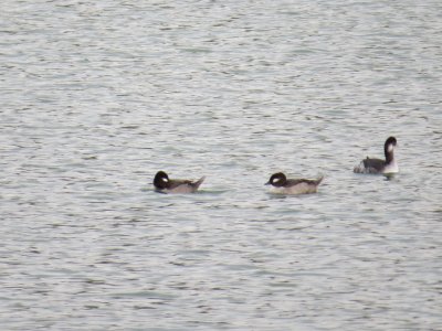 Buffleheads and grebe