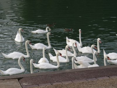 Mute Swans at Ligny sur Marne