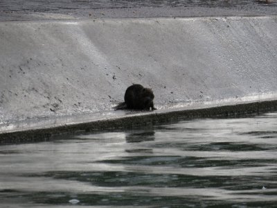 Otter at Ligny sur Marne