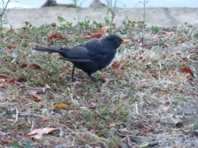Eurasian Blackbird, related to our robin