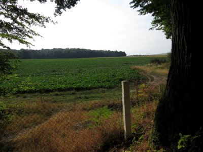 Former Wheat Field