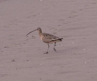 Long-billed Curlew