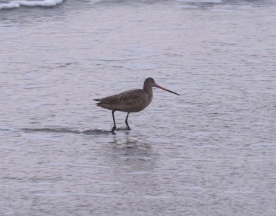 Marbled Godwit