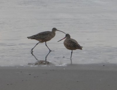 Whimbrel and Godwit