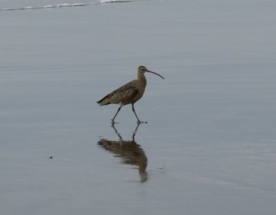 Whimbrel