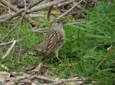 Golden-crowned Sparrow