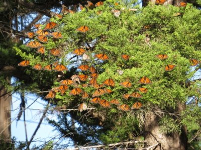 Monarchs