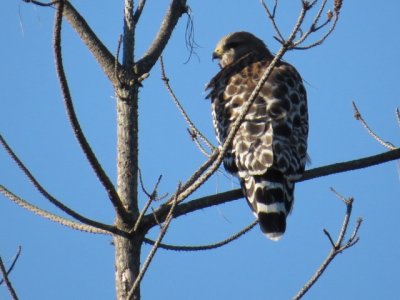 Red-shouldered Hawk