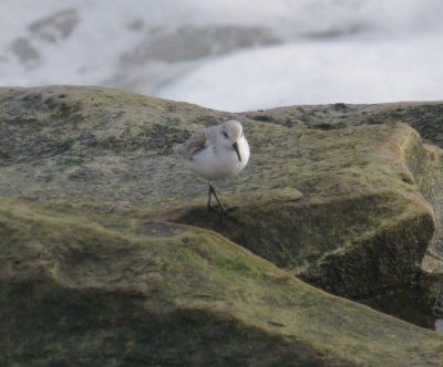 Sanderling