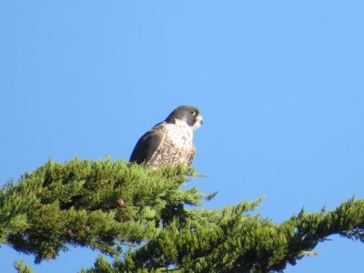 Peregrine Falcon