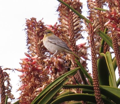 Bullocks Oriole