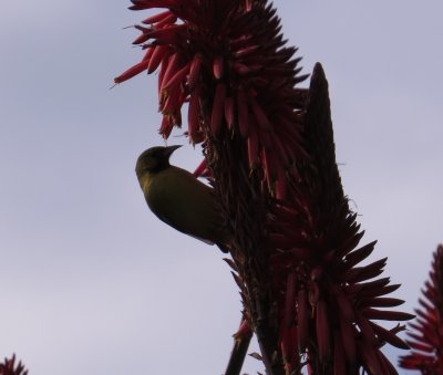 Orchard Oriole at Nursery