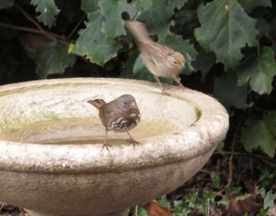 Fox and Golden-crowned Sparrow at Kaaren's birdbath