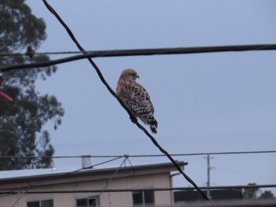 Red-shouldered Hawk from window