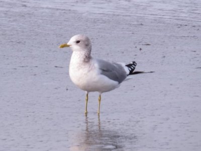 Mew Gull at Estero