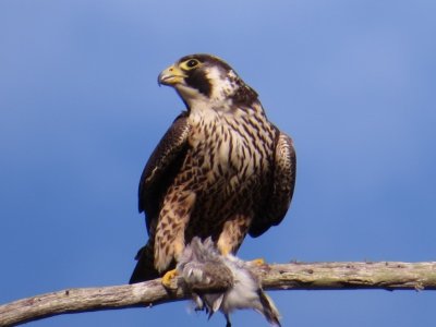 Peregrine Falcon with prey