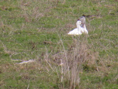 Ross's Goose and Snow Goose
