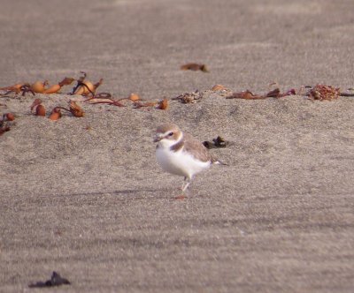 Snowy Plover