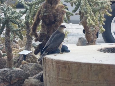 Cooper's Hawk with Rock Pigeon